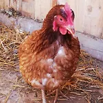 Apartmán Duernberger