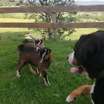 Apartmán Duernberger *