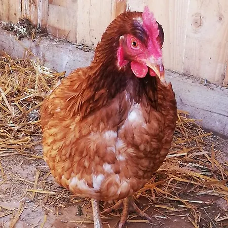 Apartamento Dürnberger