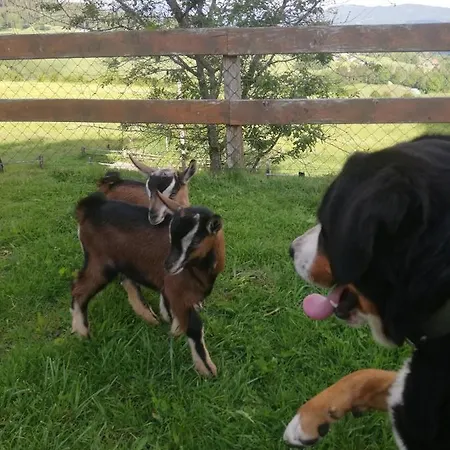 Appartement Duernberger *