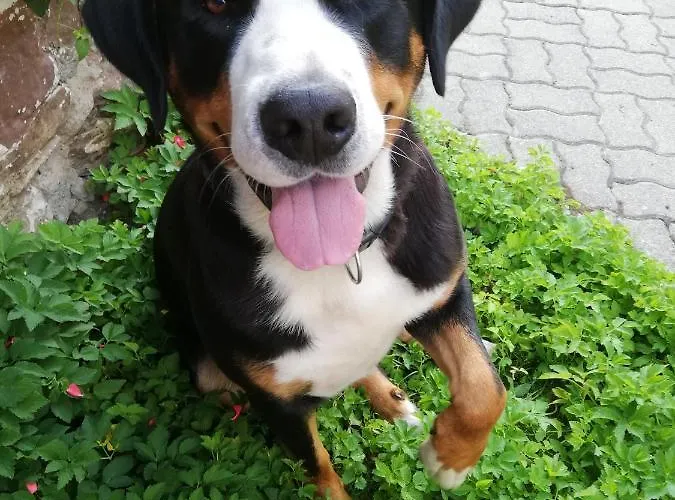 Duernberger Apartmán *