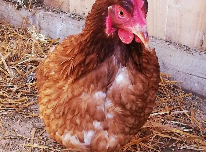 Apartmán Duernberger