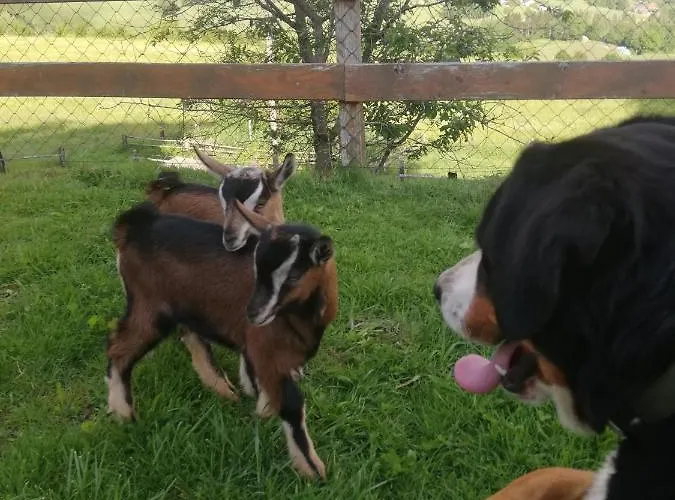 Apartmán Duernberger *